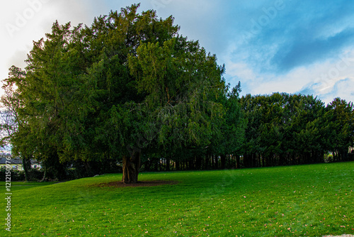 Green tree growing on a green slope, blue sky above