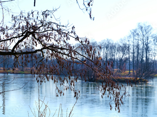 This image captures bare tree branches arching over a reflective river, emphasizing the beauty of dormancy during a clear day in the lap of nature's tranquility. photo