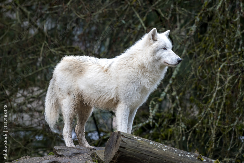 Arctic wolf standing on a log in a natural environment Arctic wolf standing on a log in a natural environment