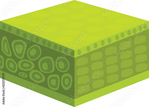 Cross section of a plant leaf showcasing different layers, including epidermis, palisade mesophyll, and spongy mesophyll