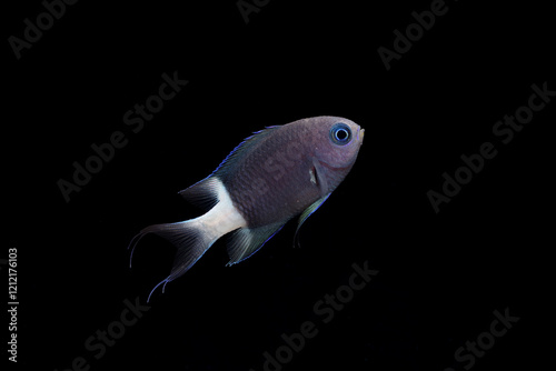 Bicolor chromis (Chromis margaritifer) juvenile, TL:35mm