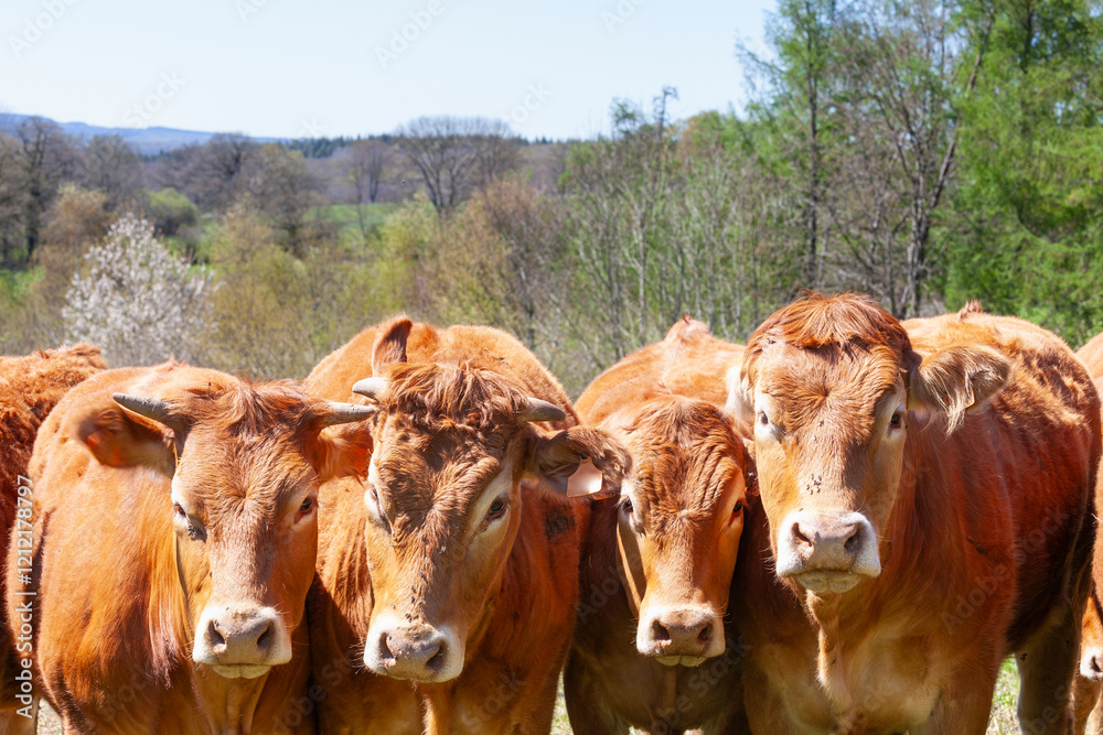 Row of inquisitive Limousin beef cows, cattle  in forest pasture looking at camera, meat production