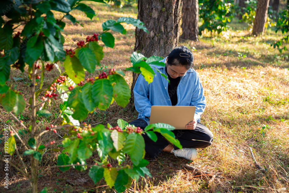Harvest coffee bean ripe Red berries typing laptop computer check quality control plant coffee tree. Smart farmer using laptop in green coffee farm sustainable quality control agriculture technology Harvest coffee bean ripe Red berries typing laptop computer check quality control plant coffee tree. Smart farmer using laptop in green coffee farm sustainable quality control agriculture technology