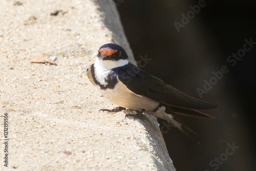 White-throated Swallow (Hirundo albigularis) perched on weir