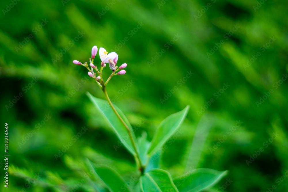 Fototapeta premium pink flowers in the garden