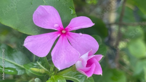 A Drop of Freshness in the Petals of the Tapak Dara photo