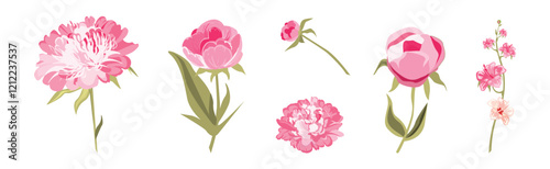 Pink Peony Flower with Green Leaf and Stem Vector Set