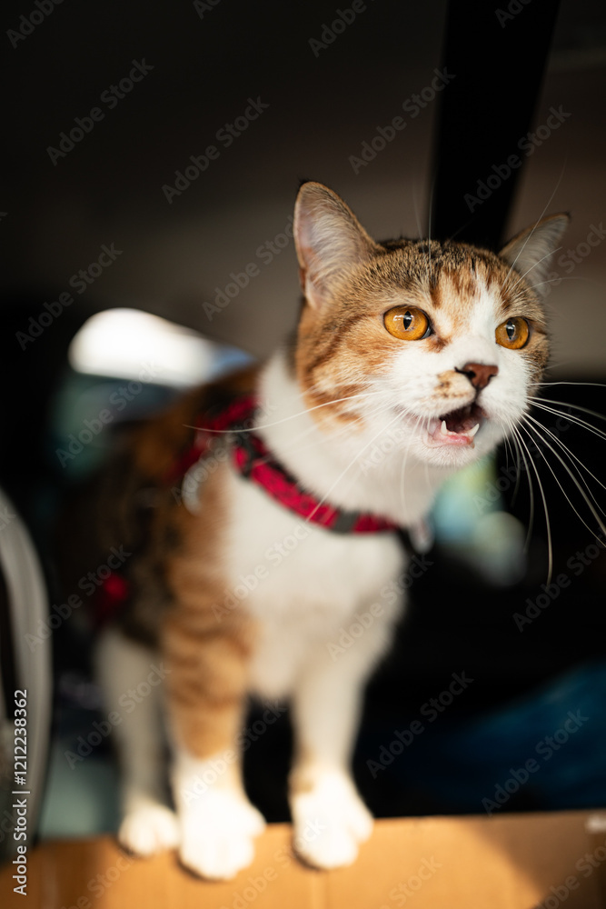 Portrait of little adorable tricolor kitten travelling in the car.