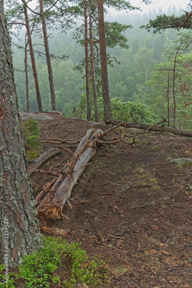 Obraz premium The trunk of an old fallen tree in the forest on Valaam Island.