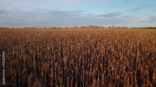 Agricultural field of ripe corn ready for harvest. Evening aerial video of big farm field with unharvested corn photo