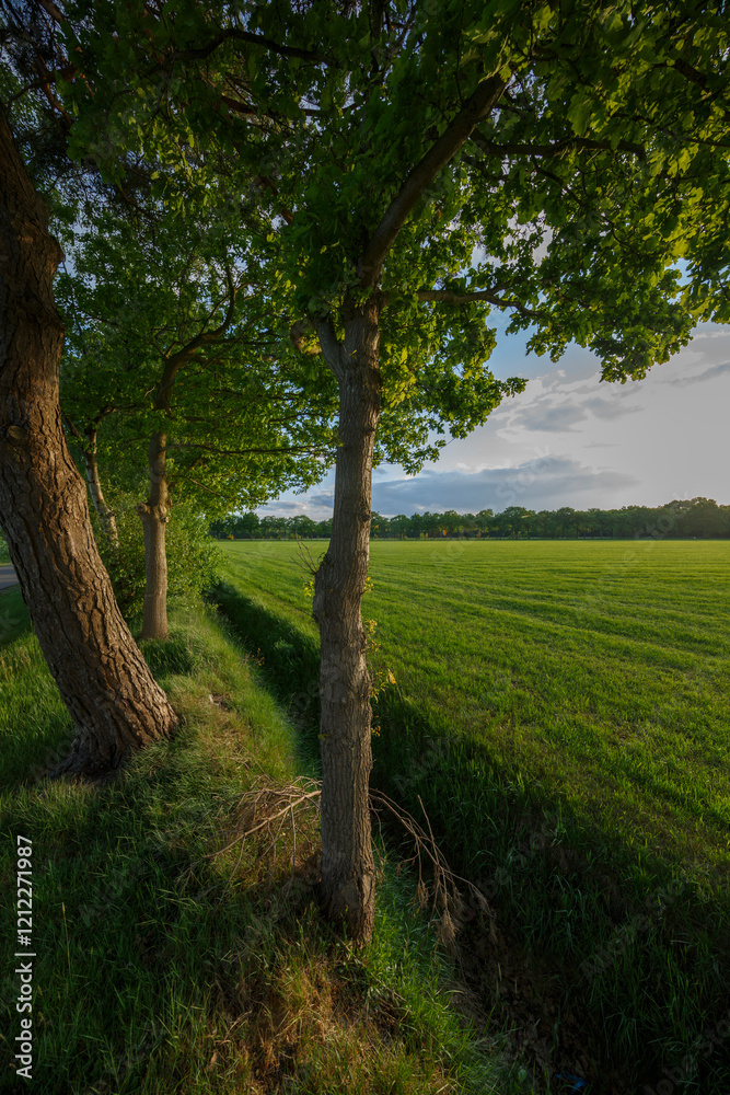 Lush green field bordered by trees in the golden hour near a rural road Lush green field bordered by trees in the golden hour near a rural road