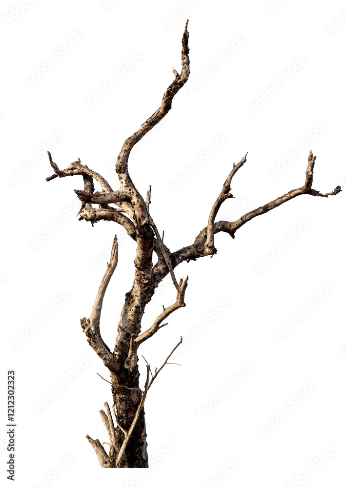 Fototapeta premium Branch of dead tree with clipping path isolated on white background.