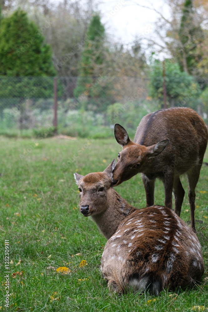 Fototapeta premium Two deer observed in a tranquil meadow filled with greenery, one gently nuzzling the other as the colorful leaves hint at autumn's arrival in a wildlife sanctuary.