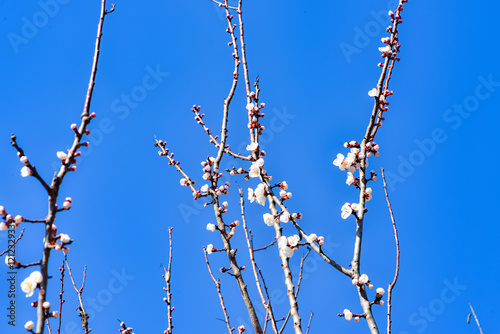 Magnolia in full bloom in the park