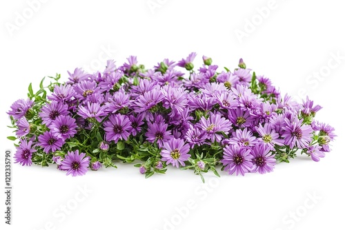 Vibrant Purple Aster Flowers Isolated on White Background. Perfect for design projects, websites,   