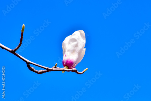 Magnolia in full bloom in the park