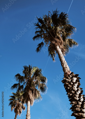 Foto scattata sul lungomare di Cogoleto a delle palme.