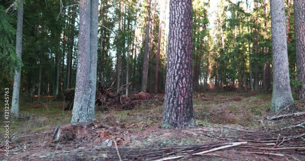 Lush green pine forest walk