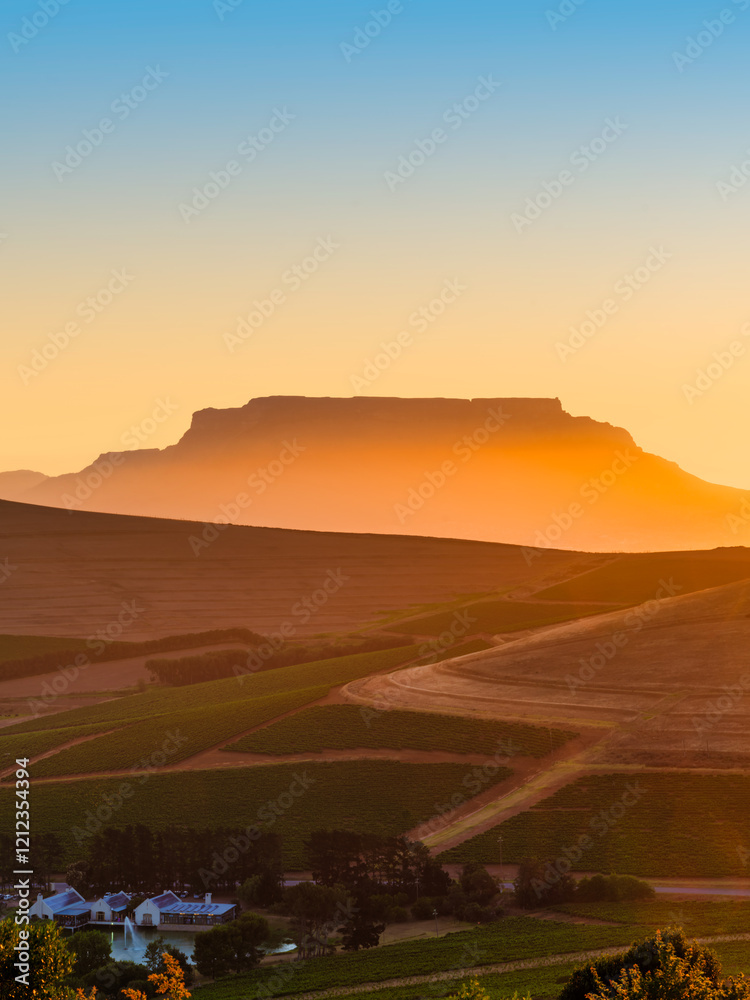 Vertical sunset scene featuring Table Mountain's silhouette in the background and rolling hills with rows of vines in the foreground