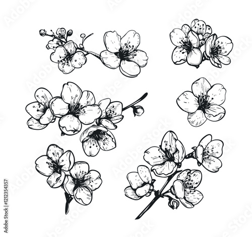 sakura flower line art. Cherry blossom japanese hand drawn