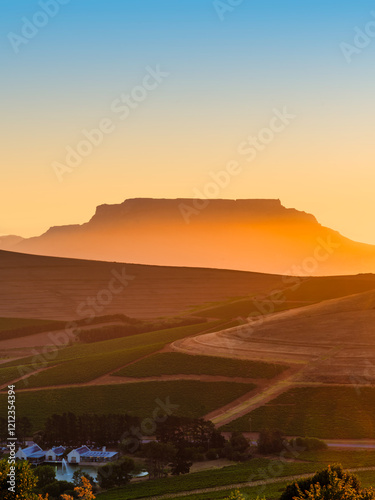 Vertical sunset scene featuring Table Mountain's silhouette in the background and rolling hills with rows of vines in the foreground