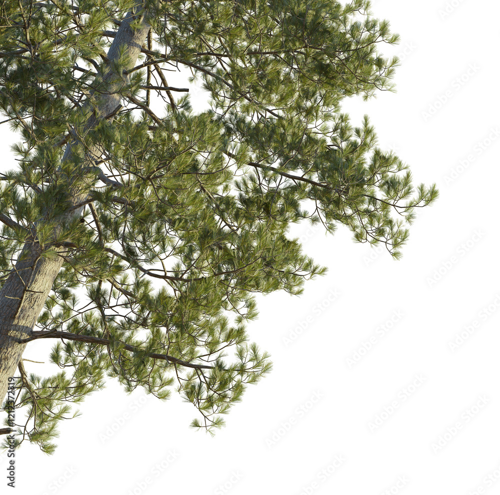 Pinus pinaster Tree corner cutout transparent background isolate Pinus pinaster Tree corner cutout transparent background isolate
