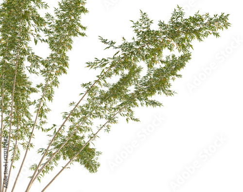 Phyllostachys reticulata Tree corner cutout transparent background photo