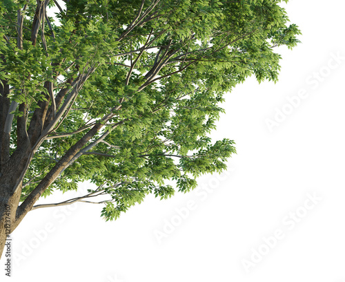 Zelkova serrata Tree corner cutout transparent background photo