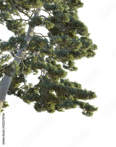 Pinus brutia Tree corner cutout transparent background photo