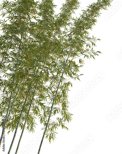 Phyllostachys bambusoides Tree corner cutout transparent background photo