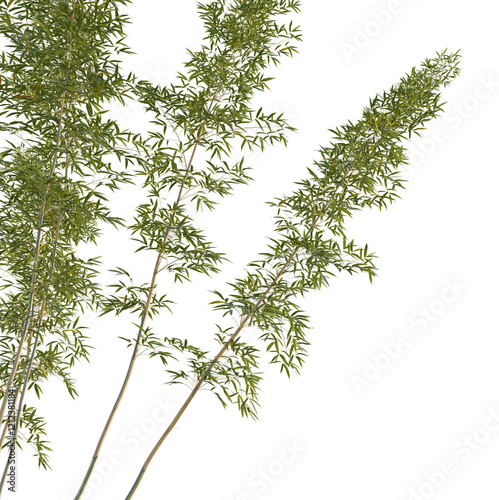 Phyllostachys aureosulcata spectabilis  Tree corner cutout transparent background photo