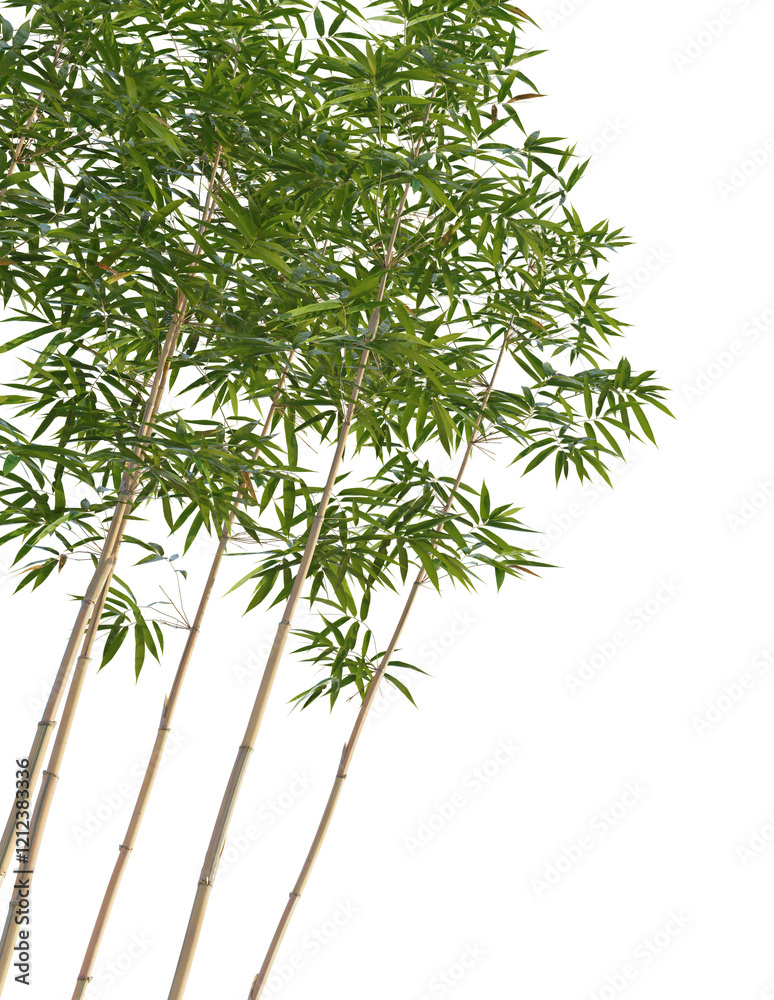 Bambusa multiplex Tree corner cutout transparent background isolate Bambusa multiplex Tree corner cutout transparent background isolate