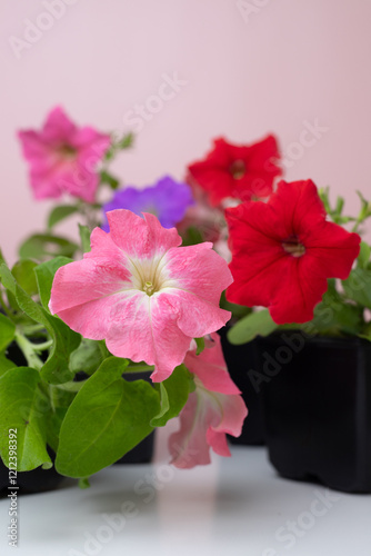 Petunia pink and red. Seedlings of garden ampelous flowers in a black container. Agriculture and gardening. Growing annual flowers. For background, banner, Flower sales photo