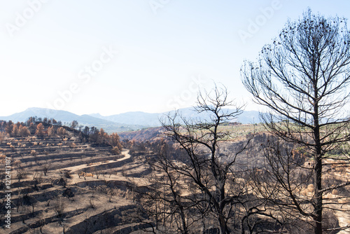 After the wild fire 8 photo