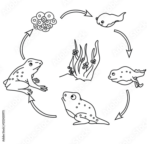 Science of Cute cartoon hand drawn vector Life cycle of frog outline.