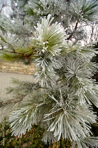 Austria, Hoarfrost on Plants photo