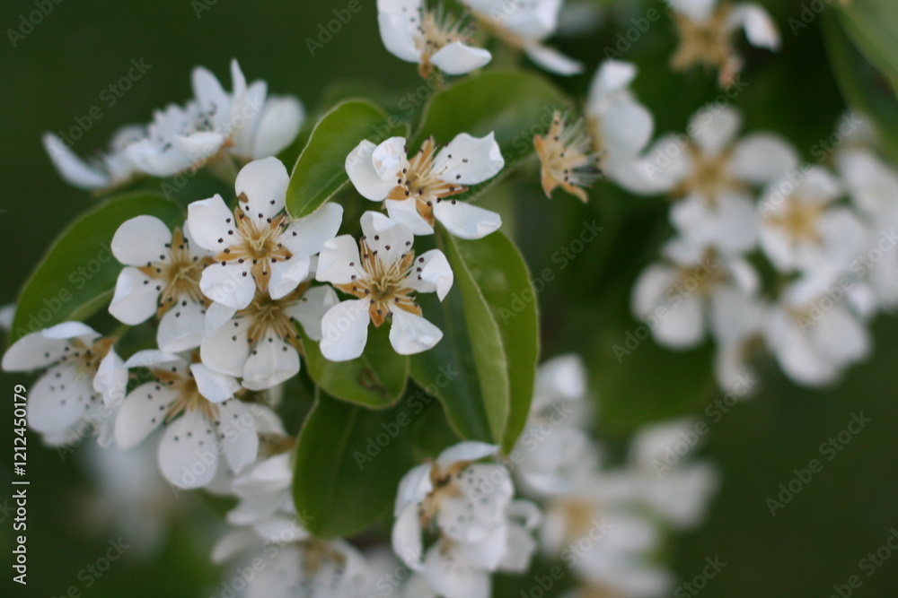 tree blossom