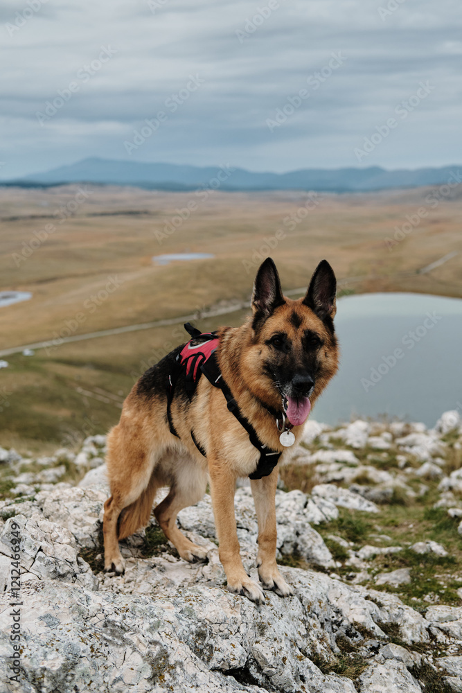 Hiking with pet concept. German Shepherd dog staying on top of a cliff overlooking a lake and a mountain range. Vrazje jezero - Montenegro country, Durmitor national park. Hiking with pet concept. German Shepherd dog staying on top of a cliff overlooking a lake and a mountain range. Vrazje jezero - Montenegro country, Durmitor national park.