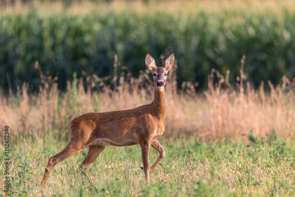 Roe deer in a field Roe deer in a field