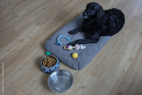 Fotografie Un chien sur son cousin avec une gamelle d'eau et de croquettes