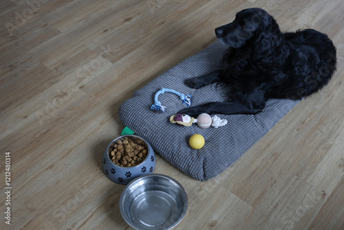 Un chien sur son cousin avec une gamelle d'eau et de croquettes