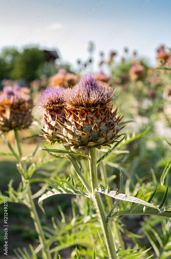 Cardoon, Cynara cardunculus, also called the artichoke thistle, purple flowers close up. Cardoon, Cynara cardunculus, also called the artichoke thistle, purple flowers close up.