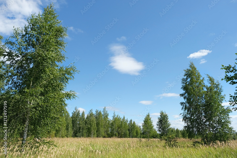summer nature background. Beautiful rustic landscape with birches forest, grass field and blue cloudy sky. environment, ecology concept. summer nature background. Beautiful rustic landscape with birches forest, grass field and blue cloudy sky. environment, ecology concept.