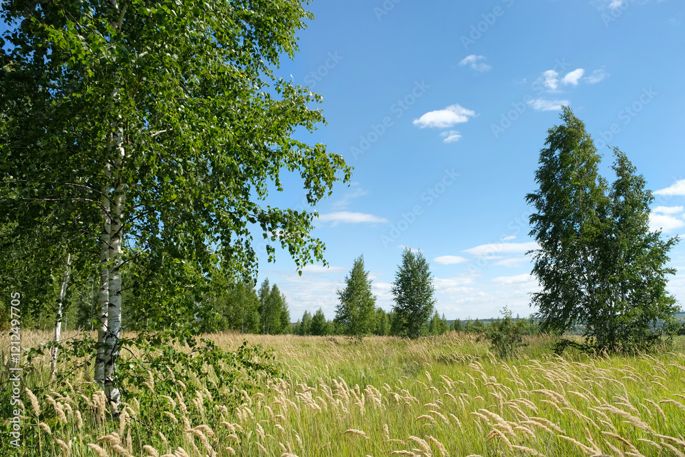 summer nature background. Beautiful rustic landscape with birches forest, grass field and blue cloudy sky. environment, ecology concept. summer nature background. Beautiful rustic landscape with birches forest, grass field and blue cloudy sky. environment, ecology concept.