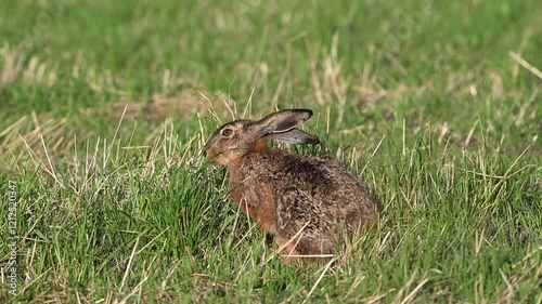 Brown hare looking for food on a mowed meadow, summer, north rhine westphalia, (lepus capensis), germany