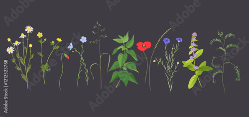 No mow May concept, wild flowers, grass and plants vector illustration