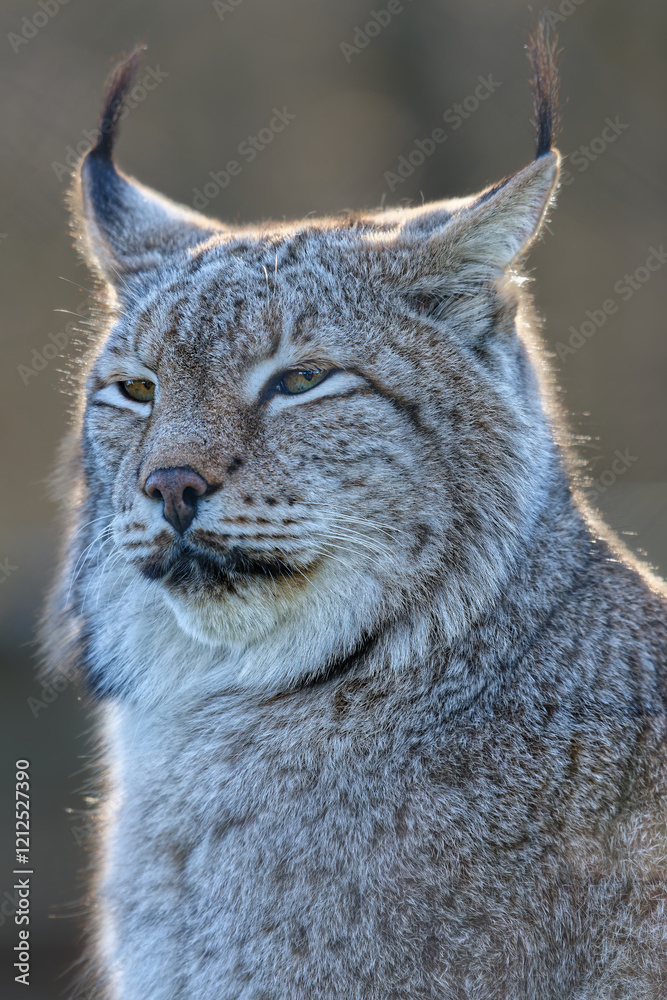 Obraz premium Nahaufnahme Portrait von einem erwachsenen Europäischen Luchs (Lynx lynx) mit Winterfell