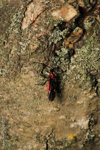 braconinae red wasp macro photo photo