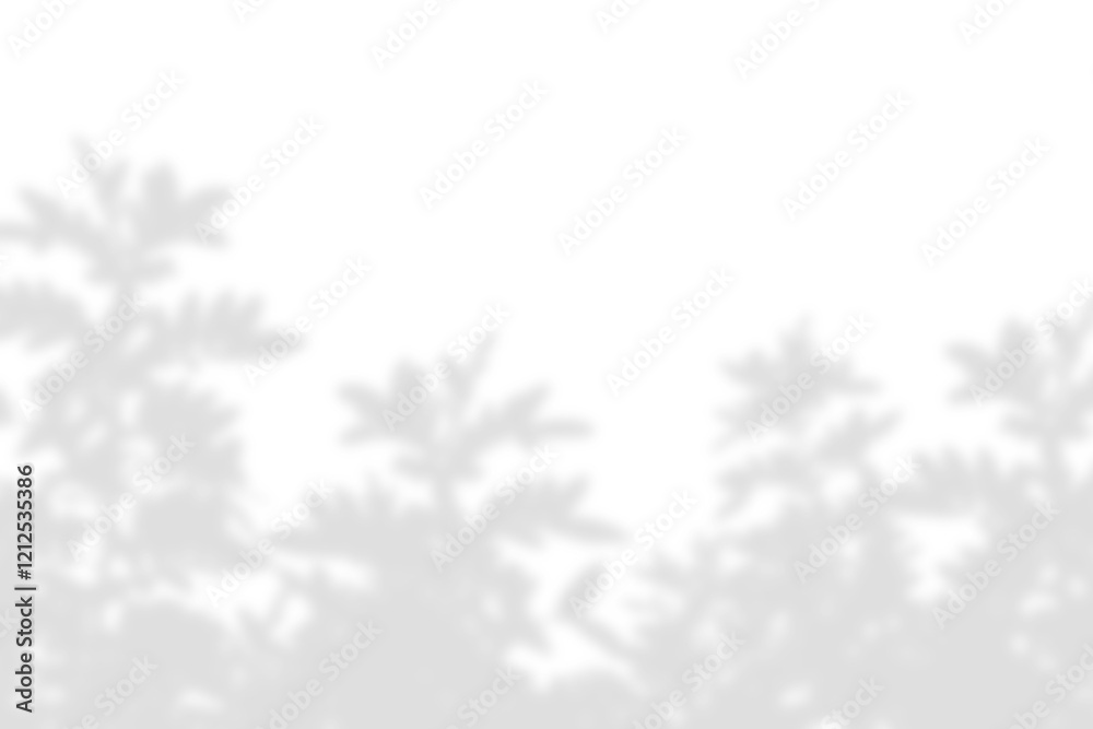 Obraz premium Natural shadow of tree branch isolated on white. Natural plant leaf shadow overlay light effect. foliage shadow overlay. Plant leaves silhouette mockup for product display, decoration and design