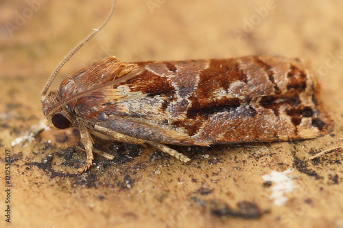 Closeup on the colorful Large Fruit-tree Tortrix moth, Archips podana sitting on wood in the garden photo